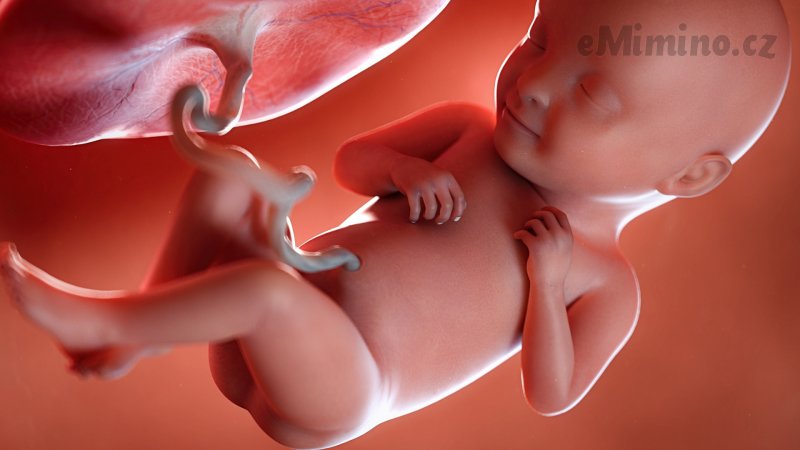Těhotenství týden po týdnu, 31. týden, vývoj miminka