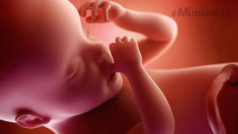 Těhotenství týden po týdnu, 30. týden, vývoj miminka