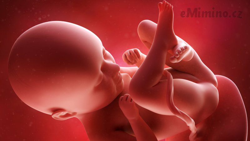 Těhotenství týden po týdnu, 35. týden, vývoj miminka