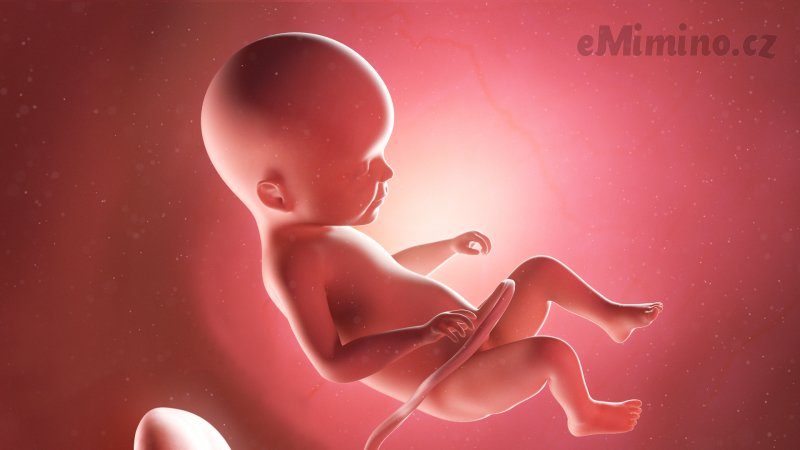 Těhotenství týden po týdnu, 22. týden, vývoj miminka