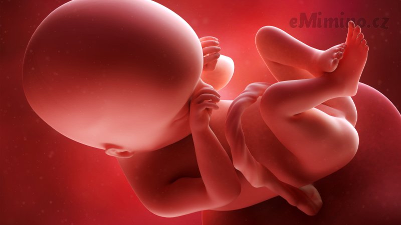 Těhotenství týden po týdnu, 19. týden, vývoj miminka