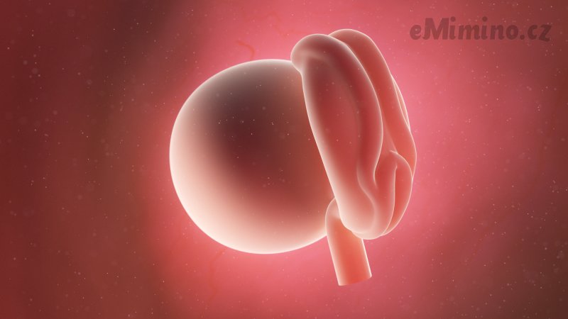 Embryo ve 4. týdnu těhotenství