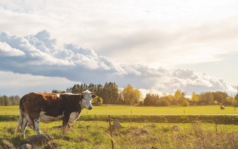 Dodavatelé mléka jsou pečlivě vybíráni. Zdroj: www.nutrilon.cz