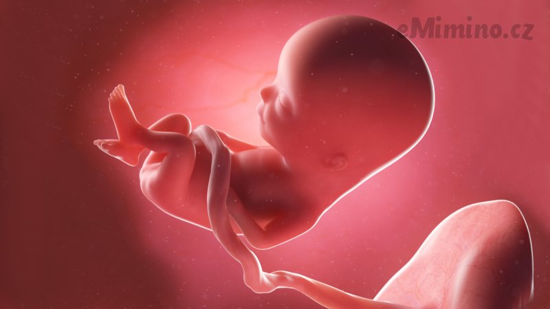 Těhotenství týden po týdnu, 13. týden, vývoj miminka