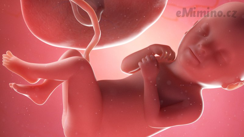 Těhotenství týden po týdnu, 33. týden, vývoj miminka