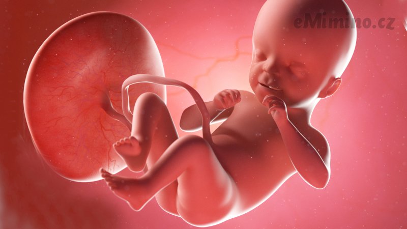 Těhotenství týden po týdnu, 21. týden, vývoj miminka
