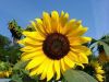 Ikonka uživatele summersun