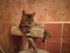 Ikonka uživatele Bengalcat