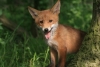 Ikonka uživatele foxtauri