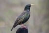 Ikonka uživatele sturnus_vulgaris
